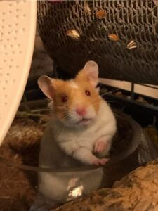 Adopt Hamsters - Arizona Hamster Rescue