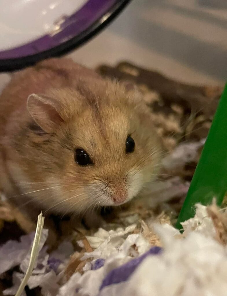 Adopt Hamsters Arizona Hamster Rescue